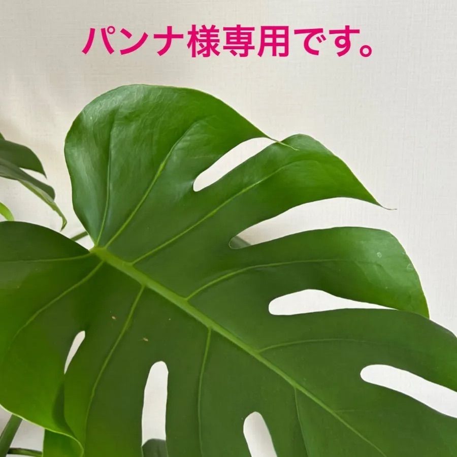 ぱんな様専用 ぱんな様専用