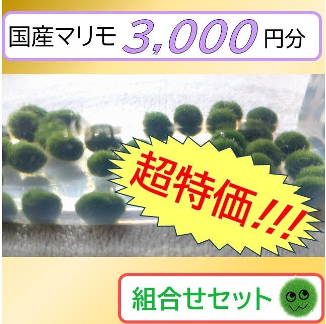 【国産まりも3,000円分】超特価!!!　アクアリウム　水草　　NOTおみやげ価格