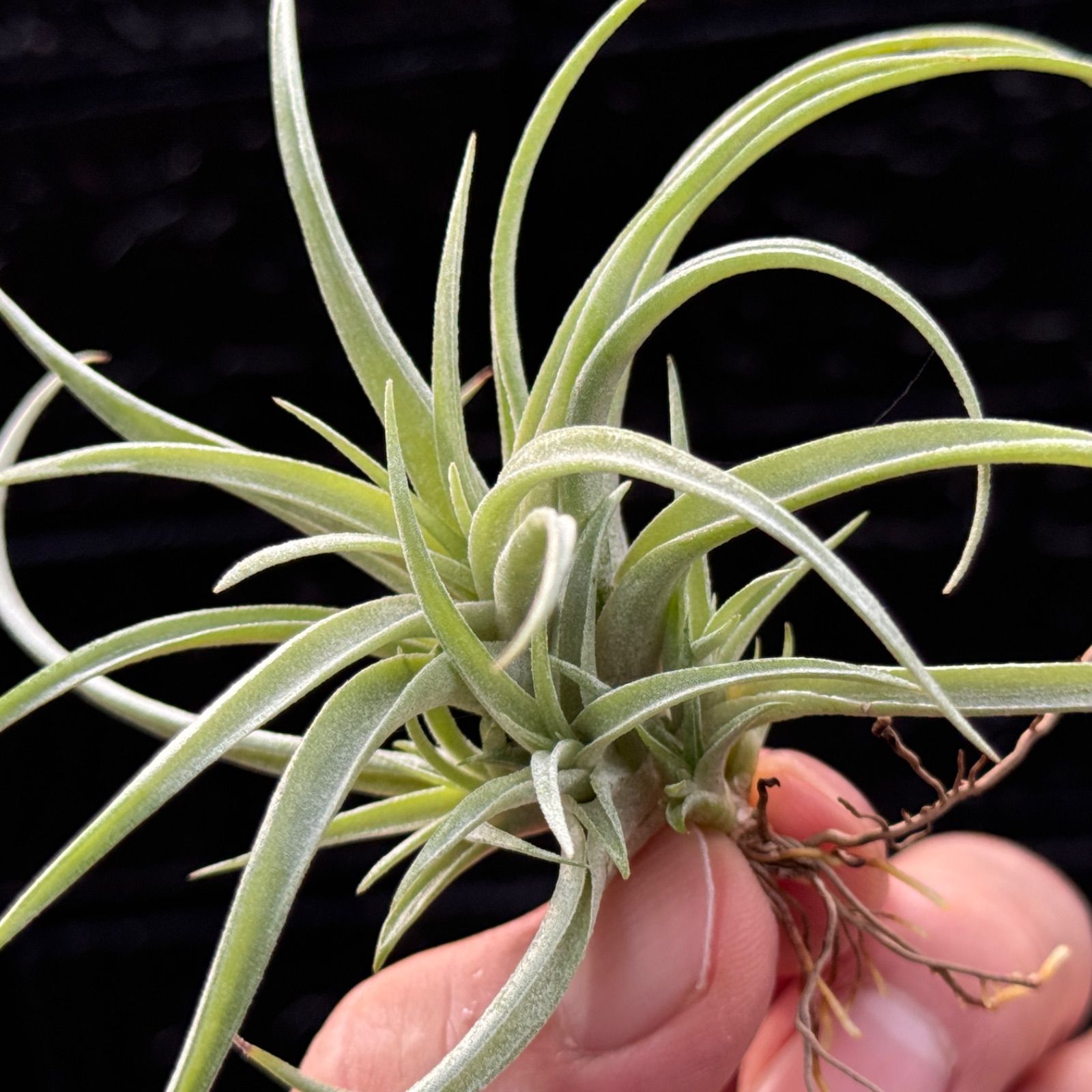 チランジア キセログラフィカ × ブラキカウロス チランジア・キセログラフィカ×ブラキカウロス Tillandsia