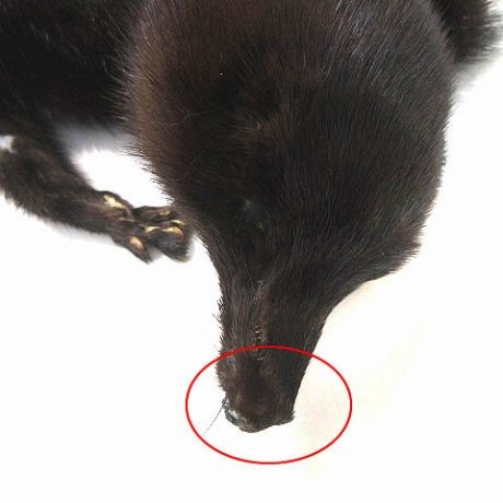 ミンク ティペット 尾頭付き マフラー 襟巻き リアルファー 毛皮