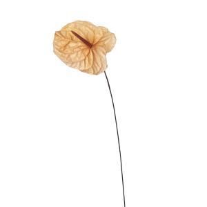 新品・5営業日で発送】大地農園 EARTH MATTERS アンスリューム