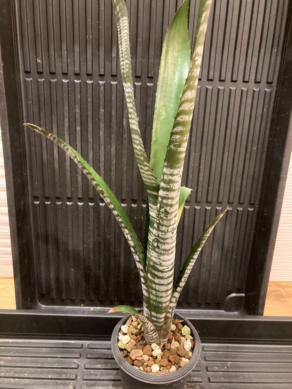 ビルベルギア ダースベイダー billbergia darth vader 大株 子株付き