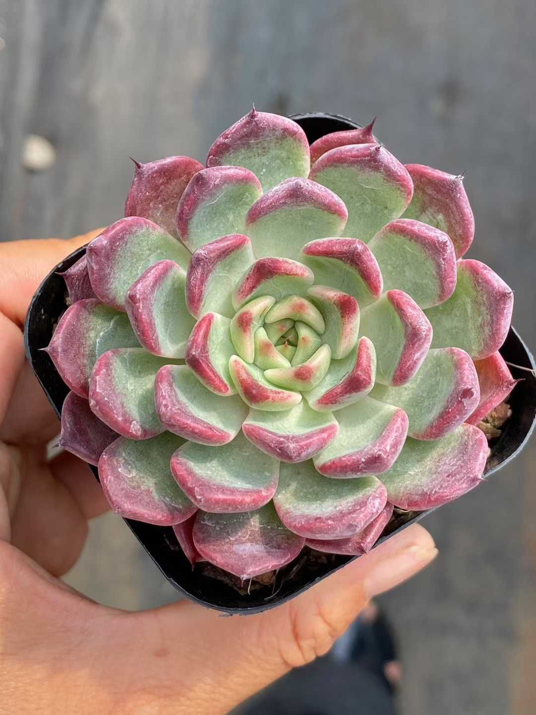 QS1059×50 ブラックナイト 抜き苗 多肉植物 アエオニウム エケベリア 韓国苗