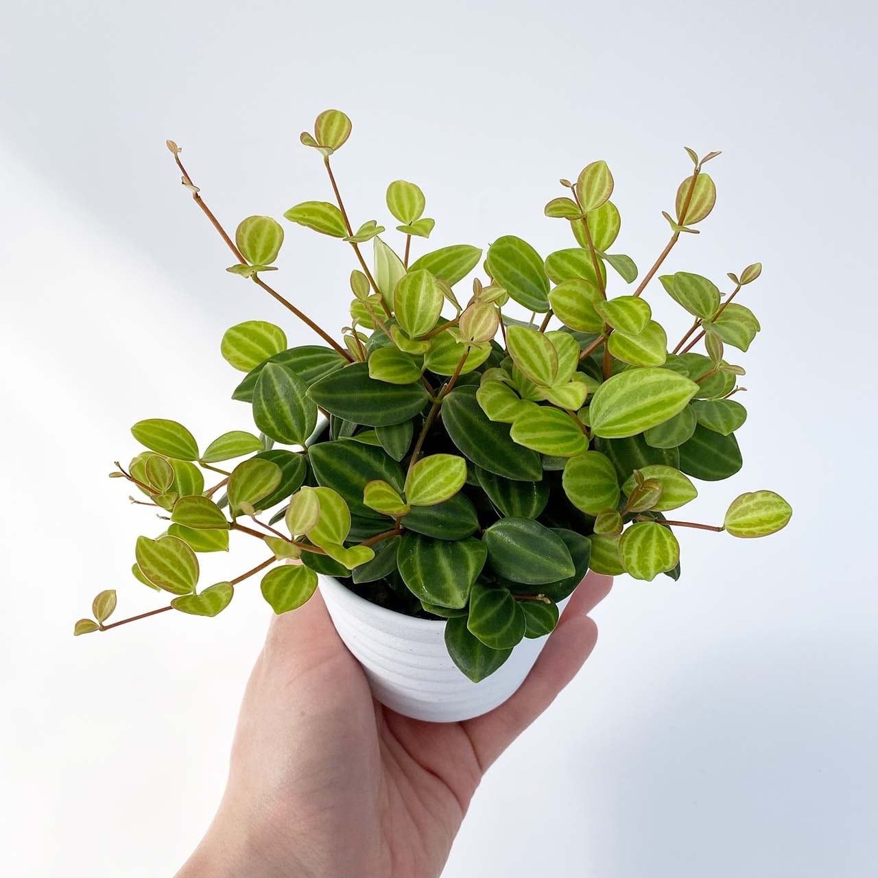 メルカリshops 観葉植物 ペペロミア アングラータ 受皿付き ミニ 鉢ごと 本物 イナコウゲイ