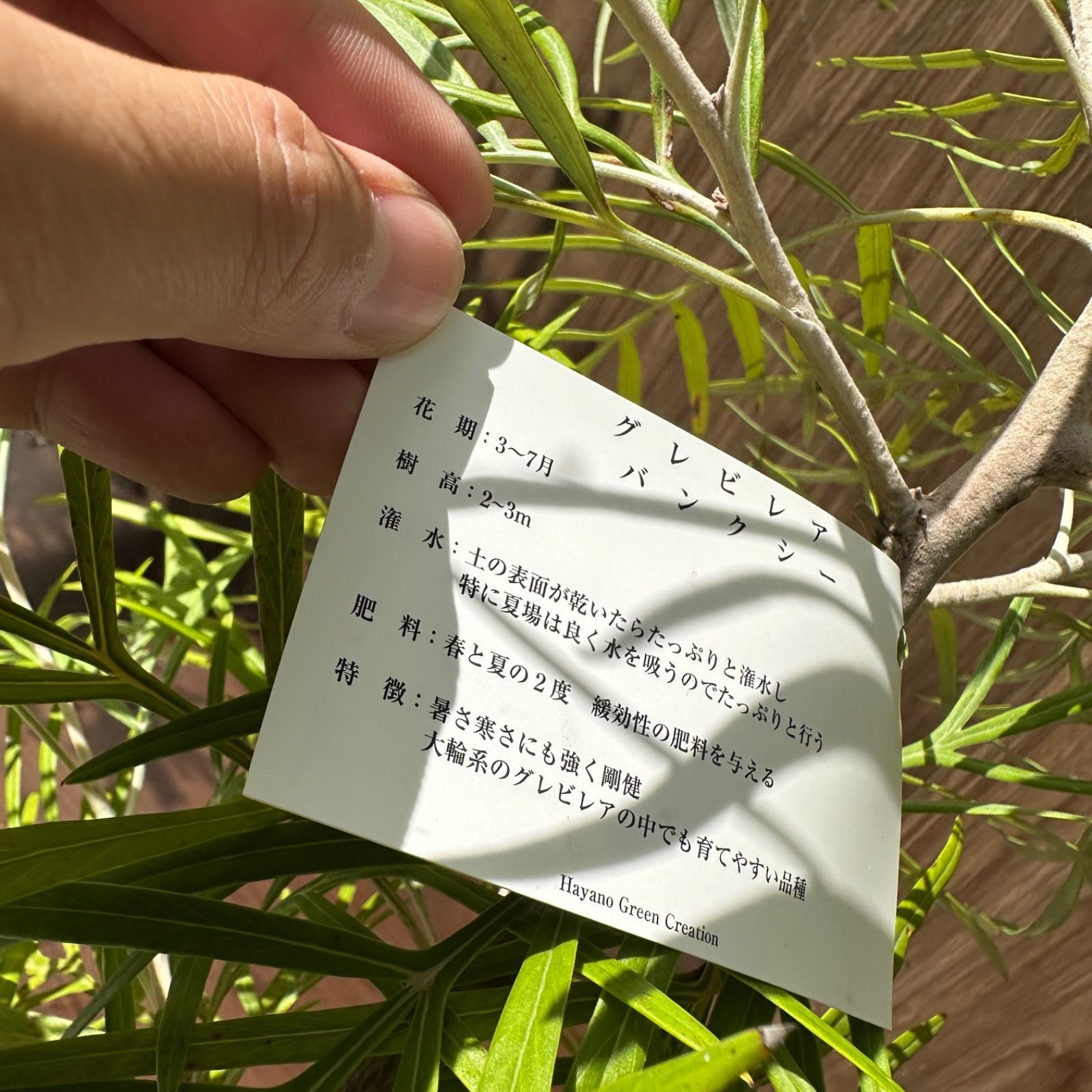 直接取引】グレビリア・バンクシー オージープランツ 直接取引