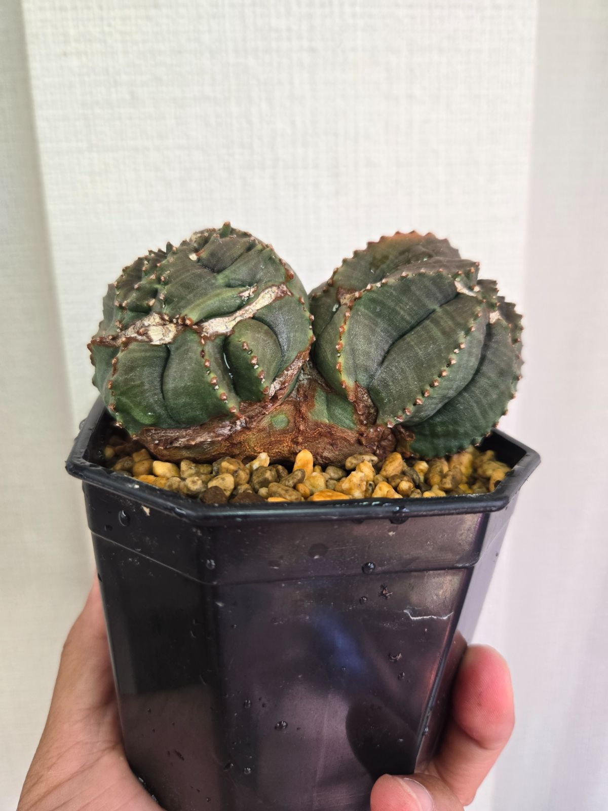 オベサ　モンスト 異型 モンスト オベサ / ユーフォルビア | LIGHTHOUSE.PLANTS