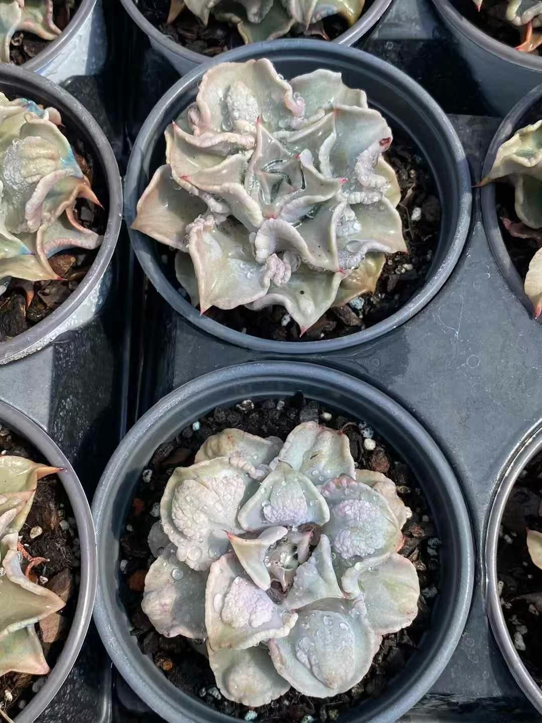 抜き苗 バンプギョウザ皮 DP219×15株 ふっくら 多肉植物 エケベリア サボテン 韓国苗 新入荷
