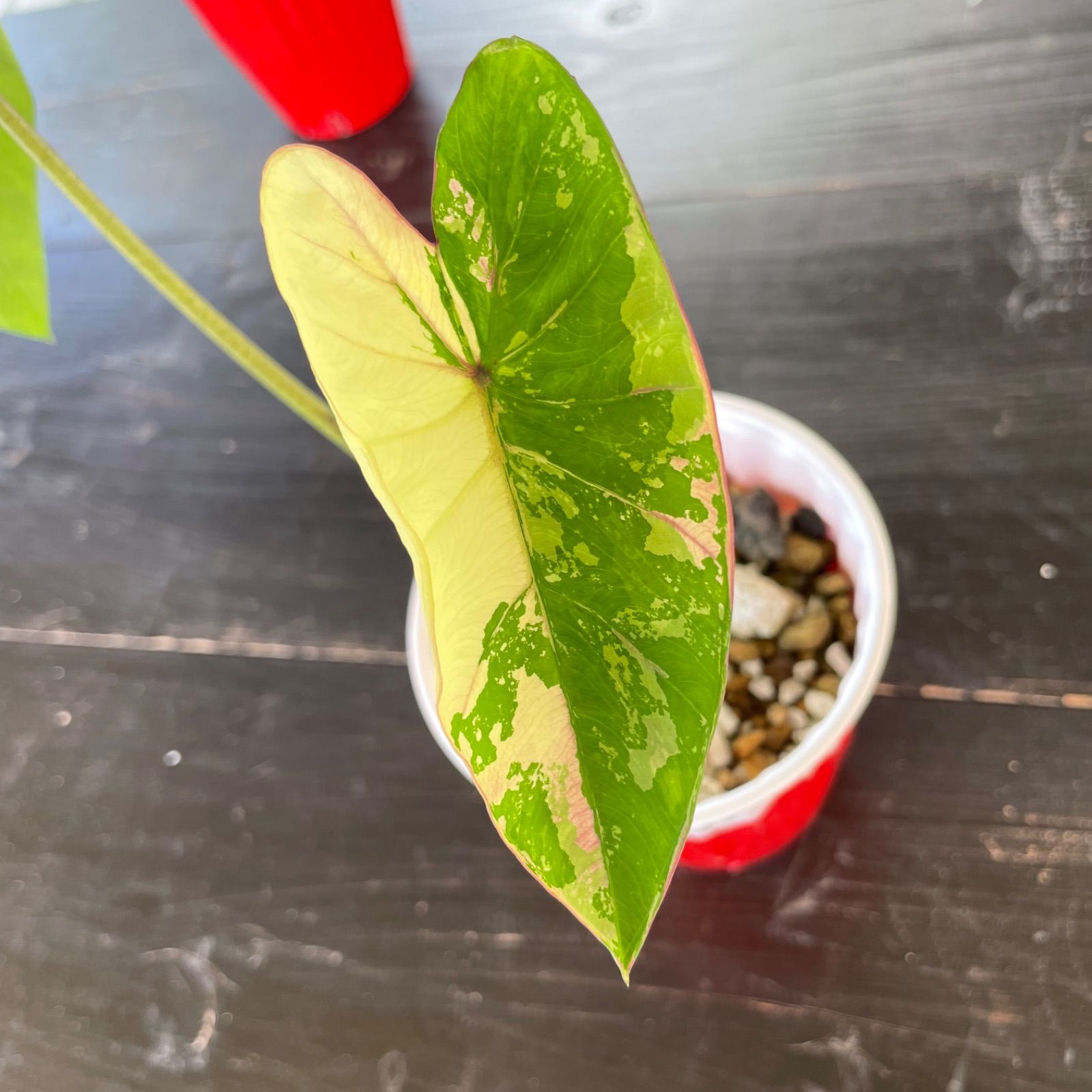 希少 美斑】 コロカシア ファーストピンク colocasia first pink