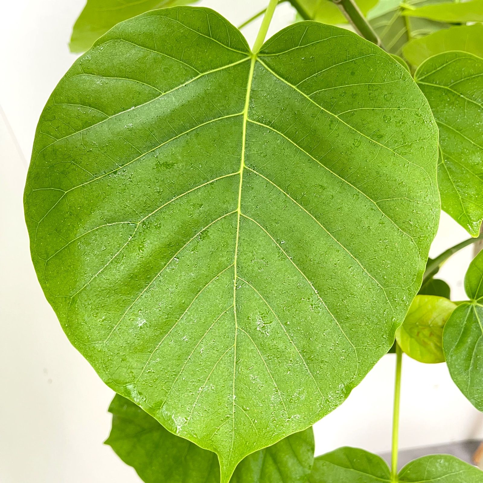 ウンベラータ 曲がり