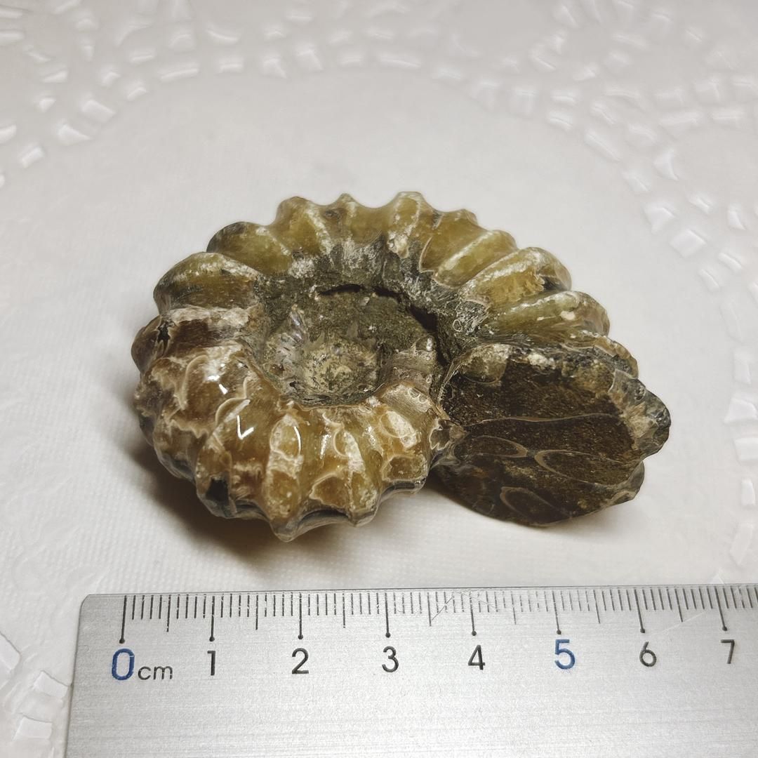 E15071】 アンモナイト ドゥビレイセラス 突起のある 珍しい