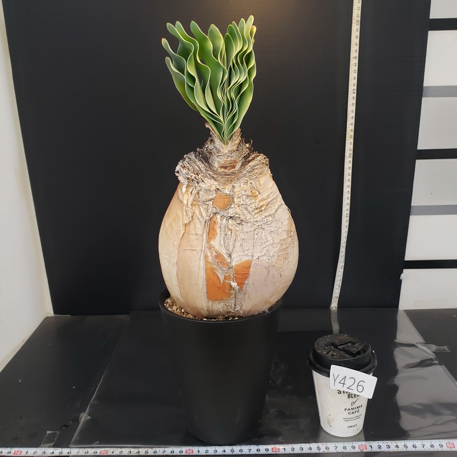 ブーファン　ハエマンソイデス　6 ブーファン ハエマンソイデス 6 ブーファン・ハエマンソイデス 6