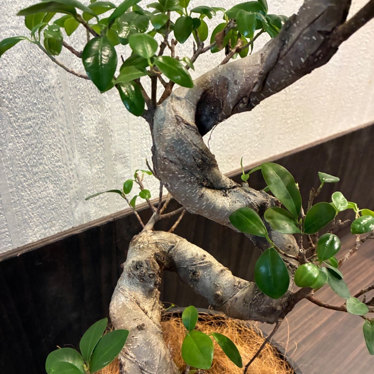 昇り龍みたいな縁起が良さげな仕立て