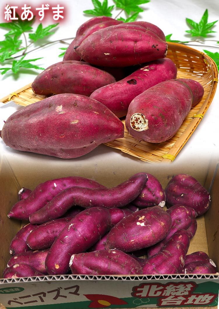 YU 千葉県産　紅あずま　さつまいも　Ｌサイズ　１５Kg 紅あずま・紅はるか・紅ゆうか 紅まさり さつまいも 約10kg 千葉