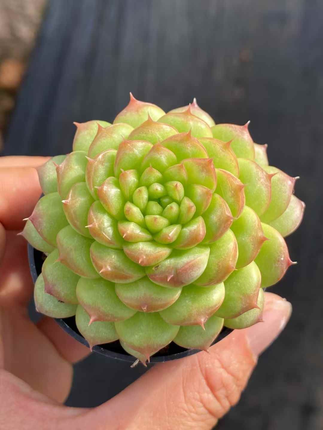 50株の抜き苗セット】ゼリーキャンディ 多肉植物 佐川急便発送