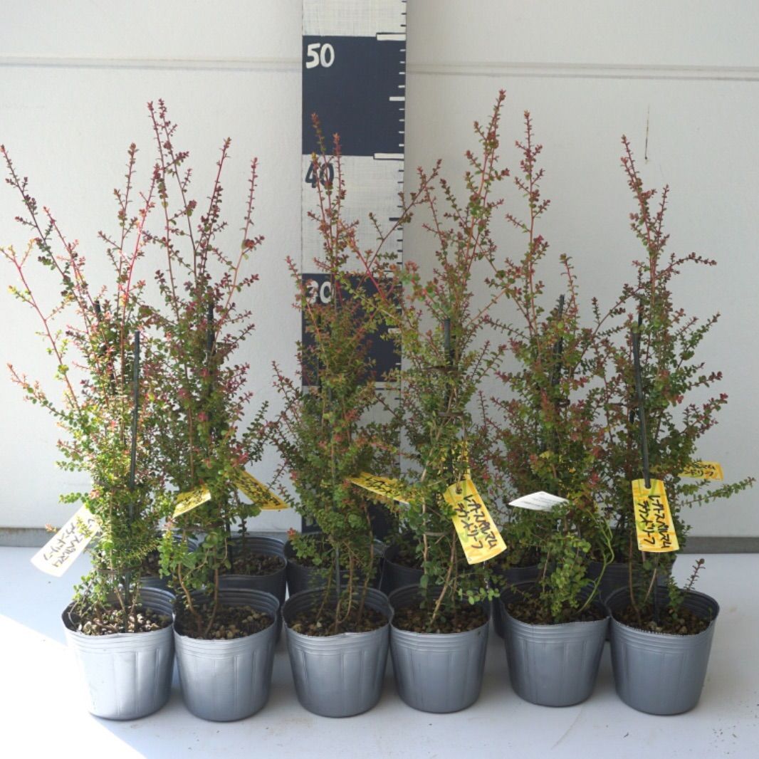 レプトスペルマム ラウンドリーフ 2苗セット - メルカリ