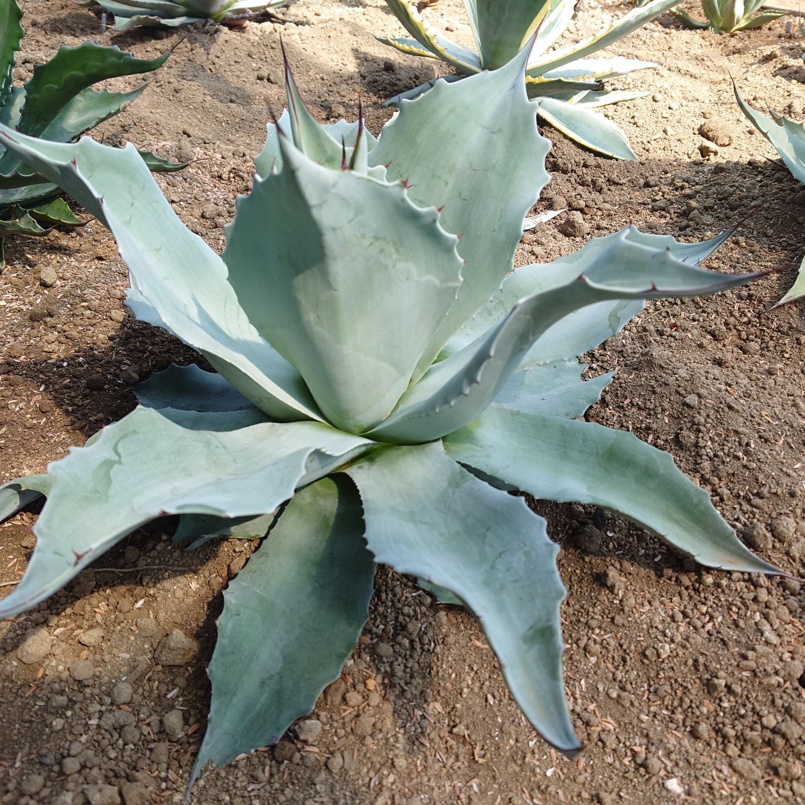 アガベ オバティフォリア フロスティブルー 大株 直径55㎝ AGAVE