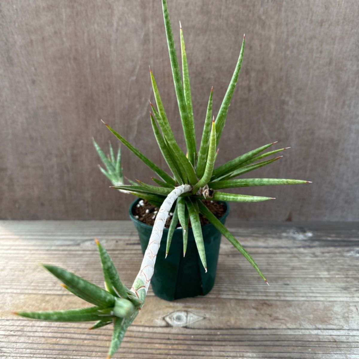 サンセベリア フランシシー② Sansevieria francisii サンスベリア フランシー 現品 観葉植物 観葉 植物 珍奇植物 珍奇 珍しい  レア 希少 インテリア プレゼント おしゃれ かわいい ミニ 小さい おうち時間 グリーン アートプランツ - メルカリ