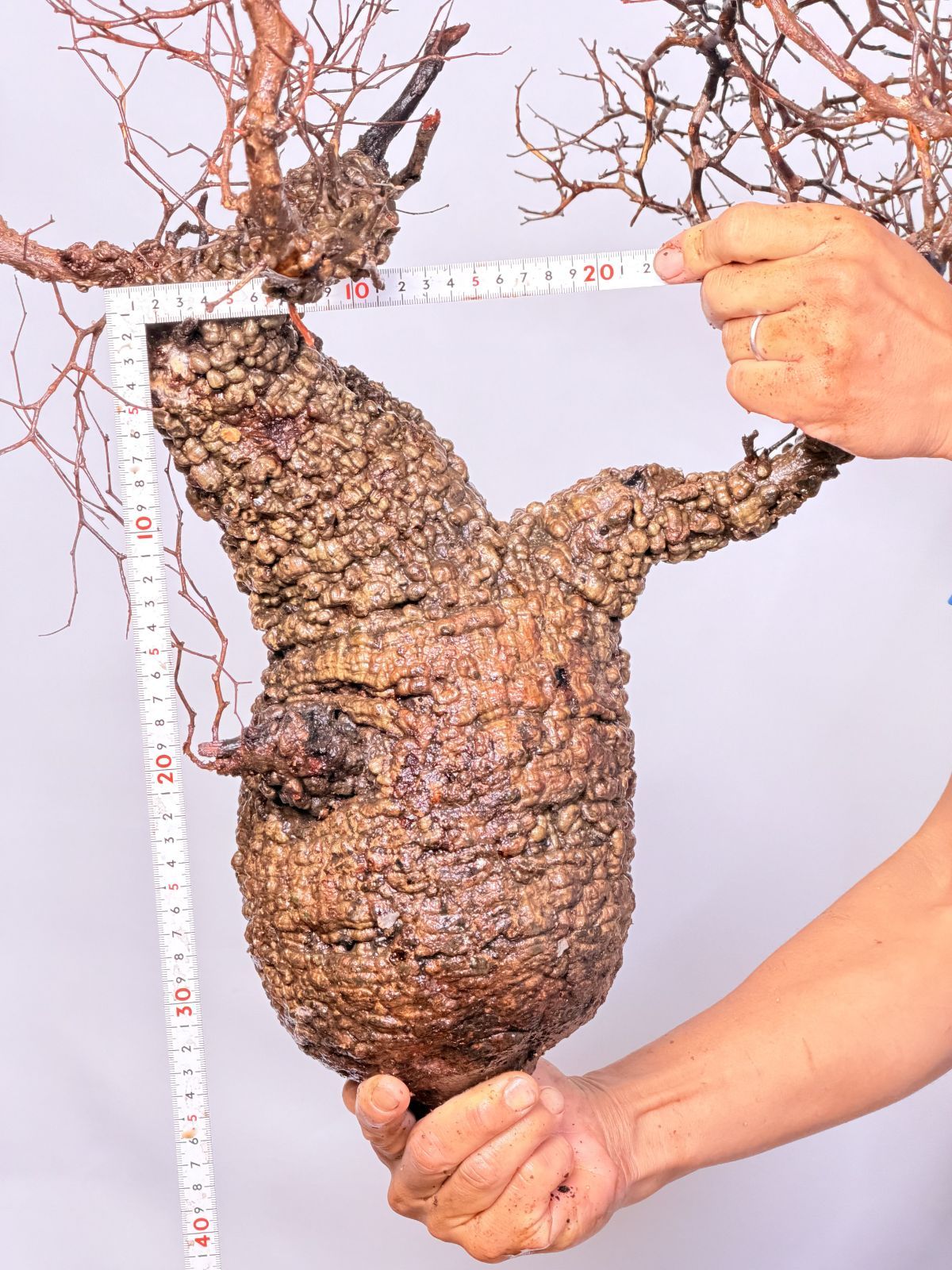 Madagascar オペルクリカリア