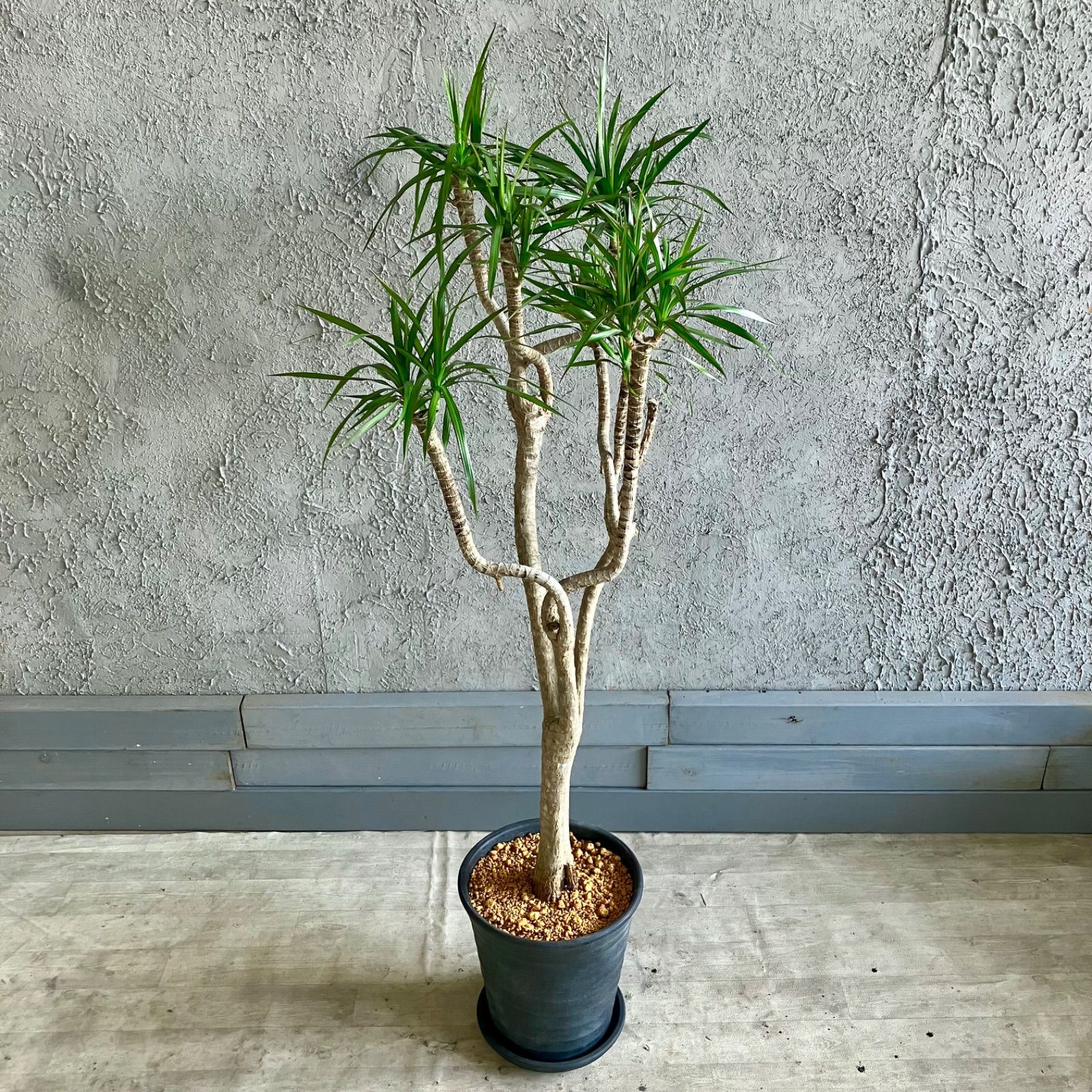 観葉植物 ドラセナ・コンシンネ 曲がり仕立 8号 【公式通販】
