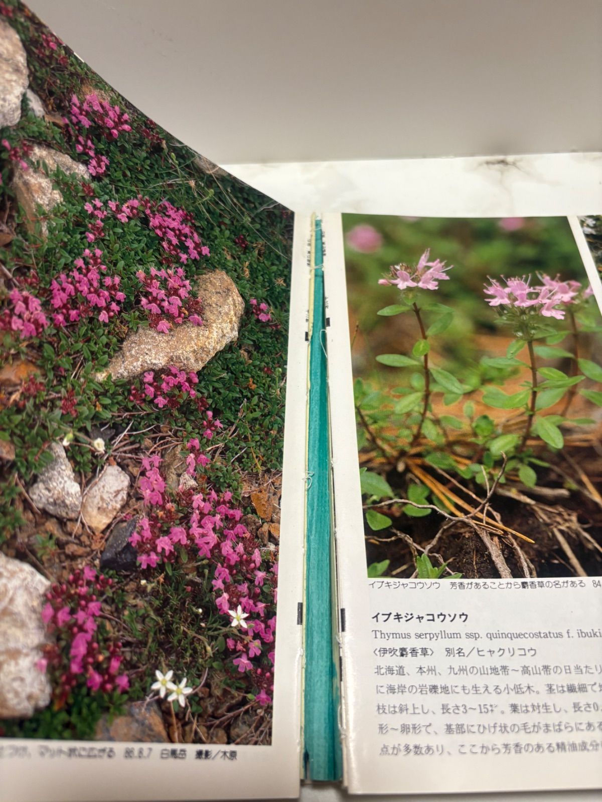 山溪カラー名鑑 2冊セット 日本の樹木 / 日本の高山植物 山と