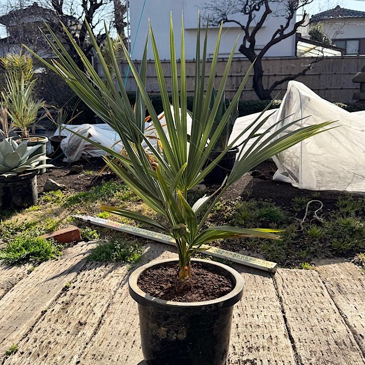 オニサバルヤシ苗