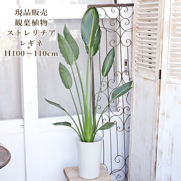 現品］1番 ドラセナ コンシンネ レインボー 8号 観葉植物 室内 大型の