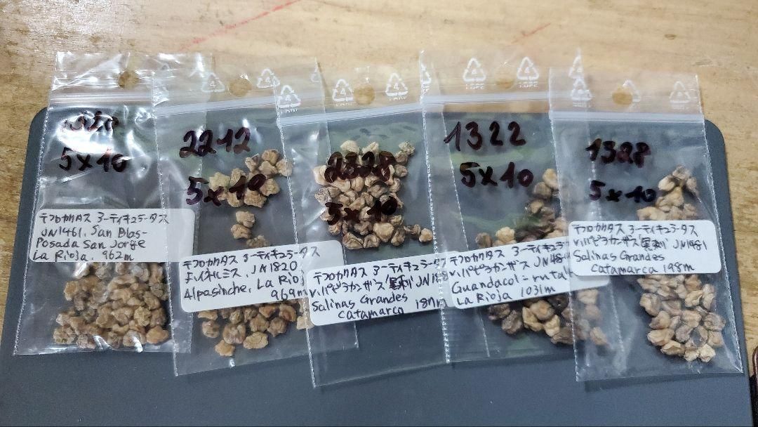 テフロカクタス　アーティキュラータス 種子１２種類　５粒ずつ テフロカクタス アーティキュラータス 種子12種類 5粒ずつ - メルカリ