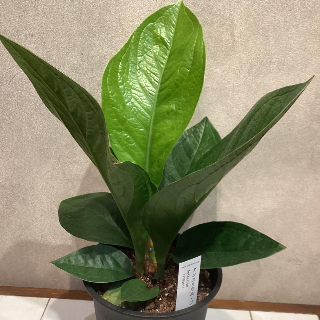 希少❗️アンスリウム❤️ジェンマニー - メルカリ