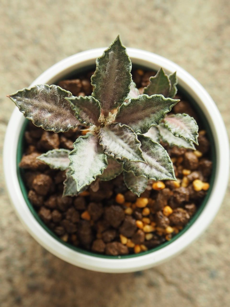 多肉植物 錦品種♡抜き苗セット 多肉植物 錦抜き苗♡セット