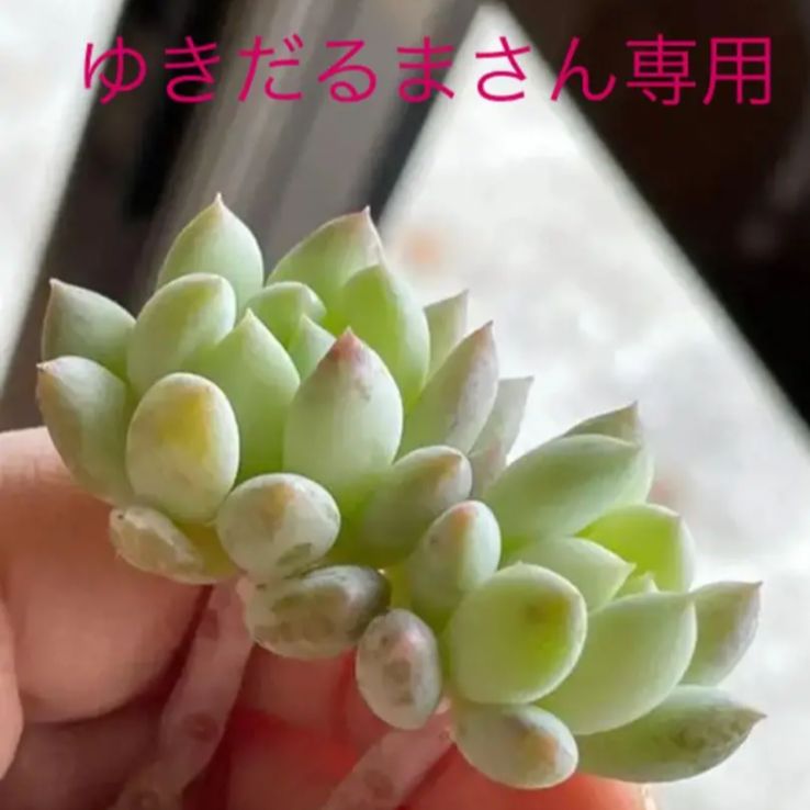 多肉植物 クラウンボール♡ ゆきだるまさん専用 - メルカリ