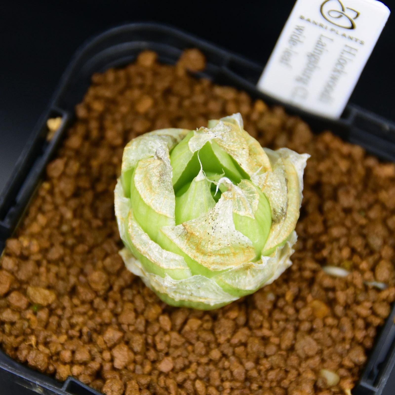 shokoのアクリル画 原画「カサブランカ」自作の絵 オリジナル作品 1点物