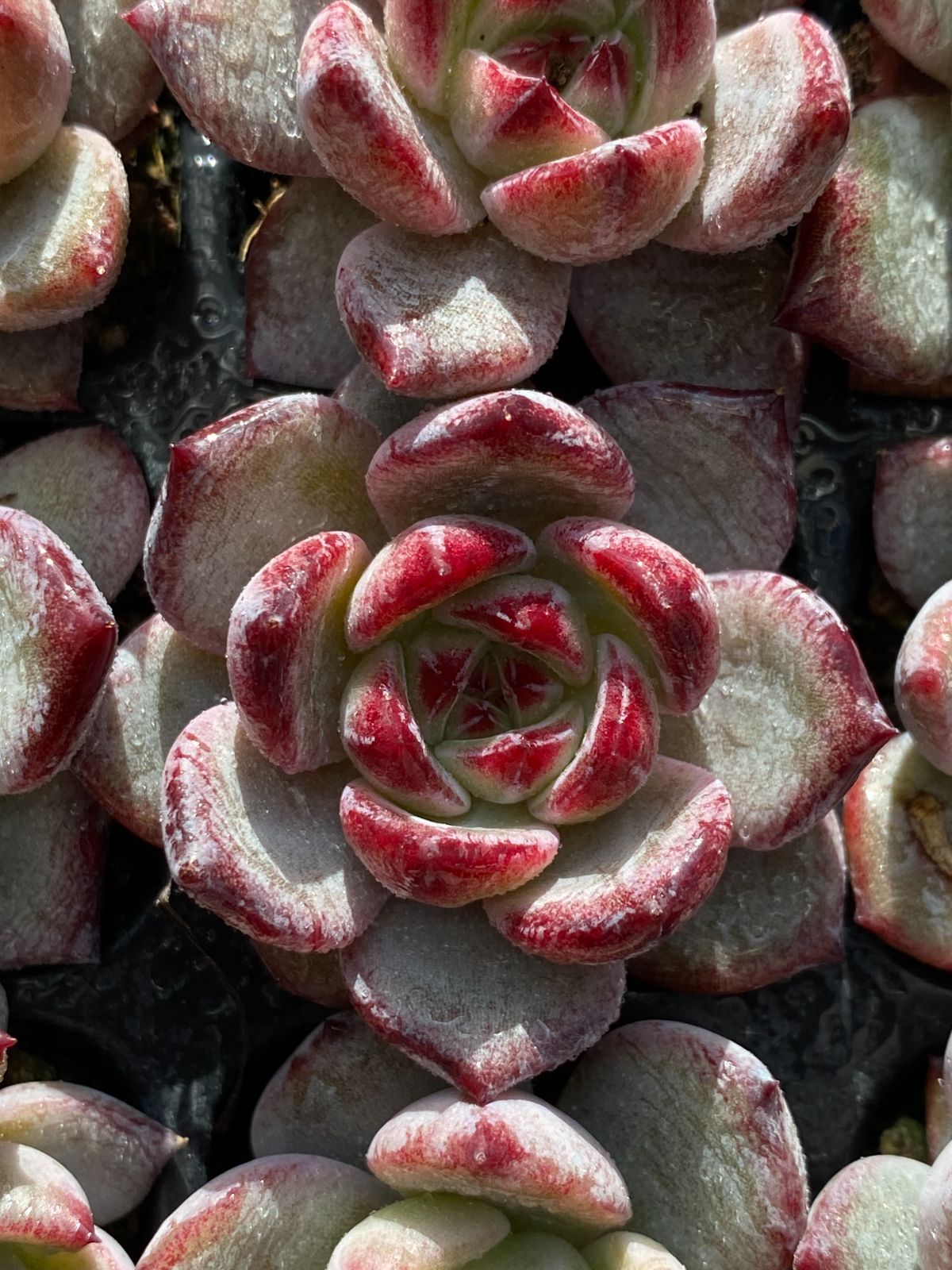 新入荷 ブラックナイト XQS41×105苗 土付き 多肉植物 詰め合わせ エケベリア サボテン 韓国苗 YUZUMIYA_COM