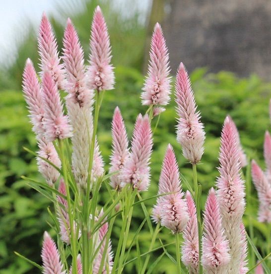 ケイトウ（ノゲイトウ） ピンク 種50粒 花の種 - メルカリ