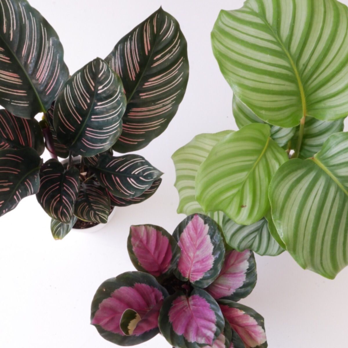 メルカリshops おまかせ3種 カラテア オルビフォリア サンデリアーナ ロージー ビューティー メルカリshops おまかせ3種 カラテア オルビフォリア サンデリアーナ ロージー ビューティー