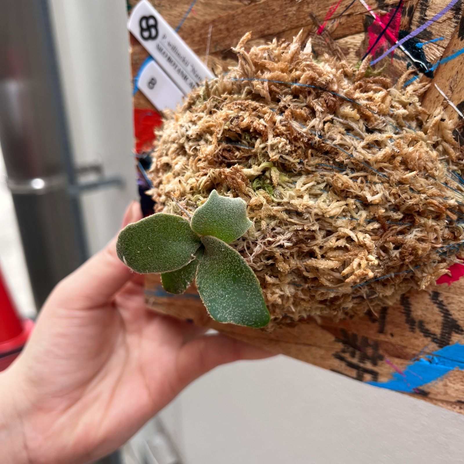 P. willinckii 'Nano