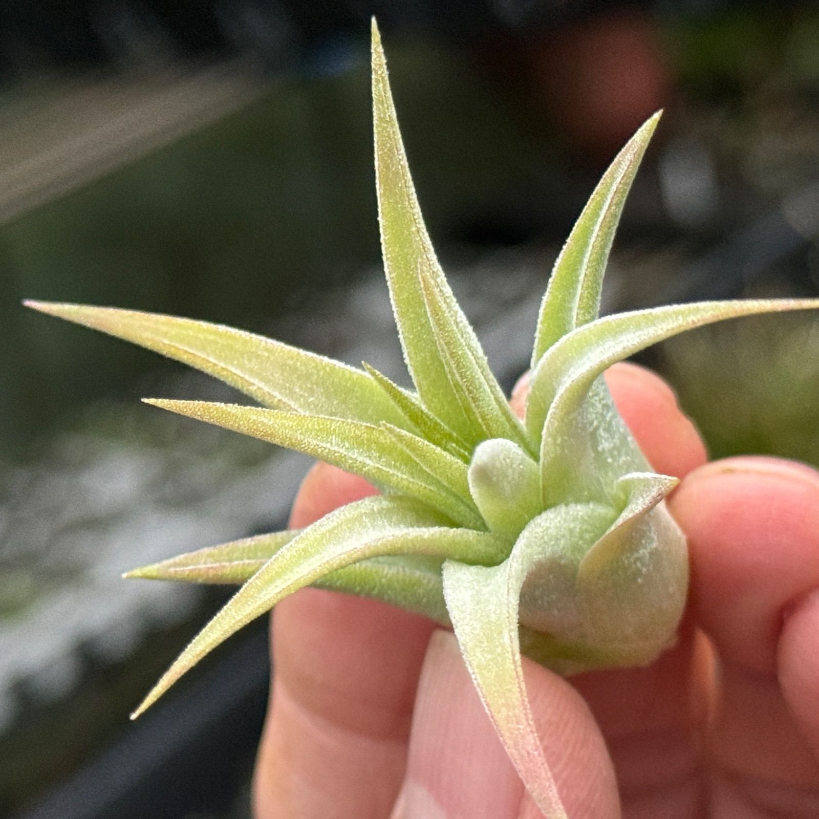 チランジア イオナンタ ヘッジホッグ まるでハリネズミ！大型イオナンタ ティランジア・ヘッジホッグ（タイ