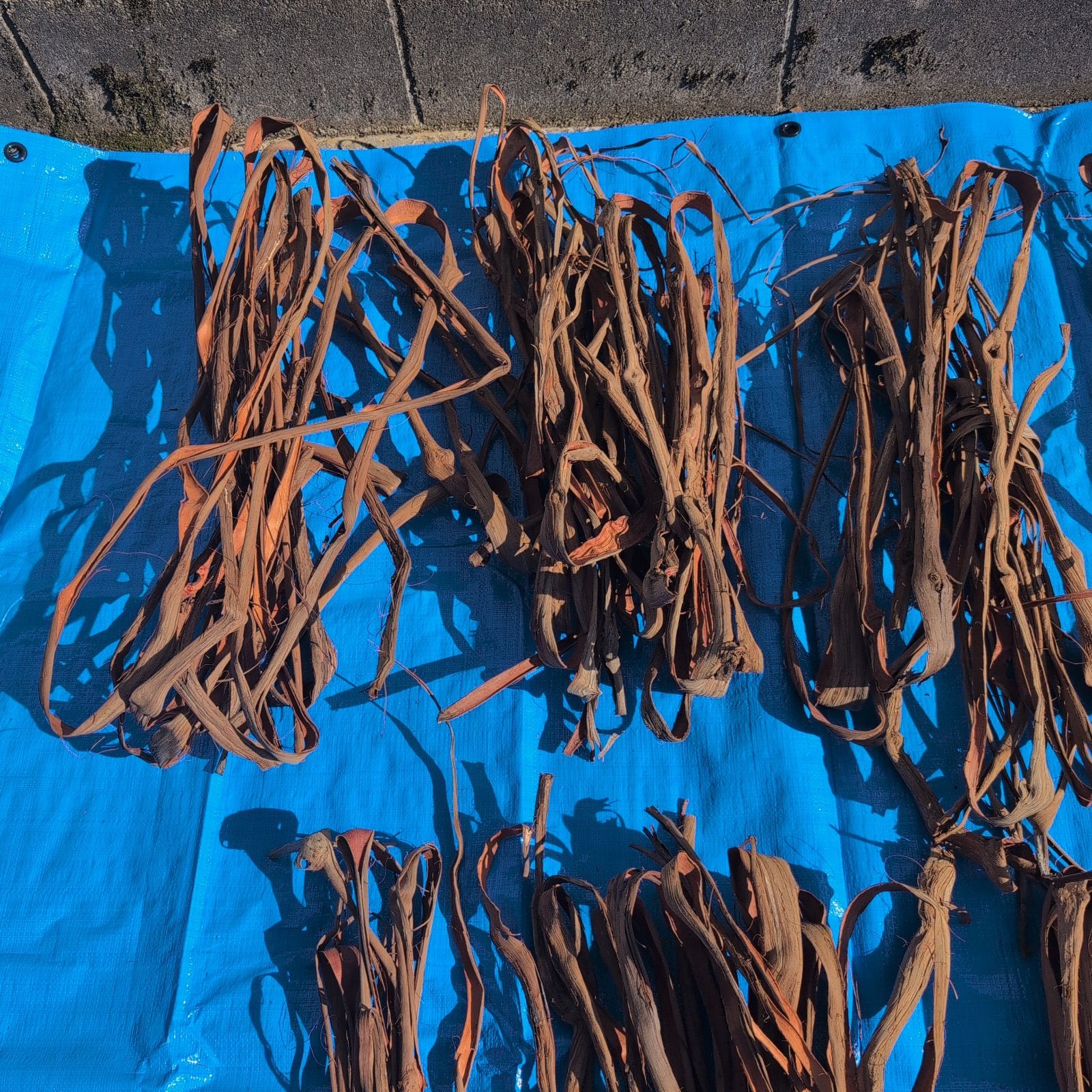 採集状態で保存2.5キロ