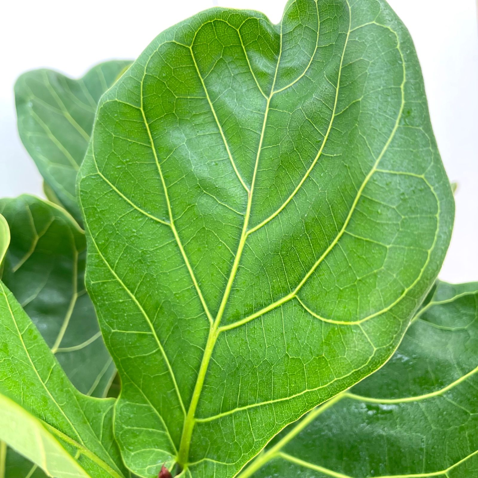 カシワバゴム フィカス リラータ 5【現品】観葉植物 大型 室内 カシワバゴム フィカス リラータ 5【現品】観葉植物 大型 室内