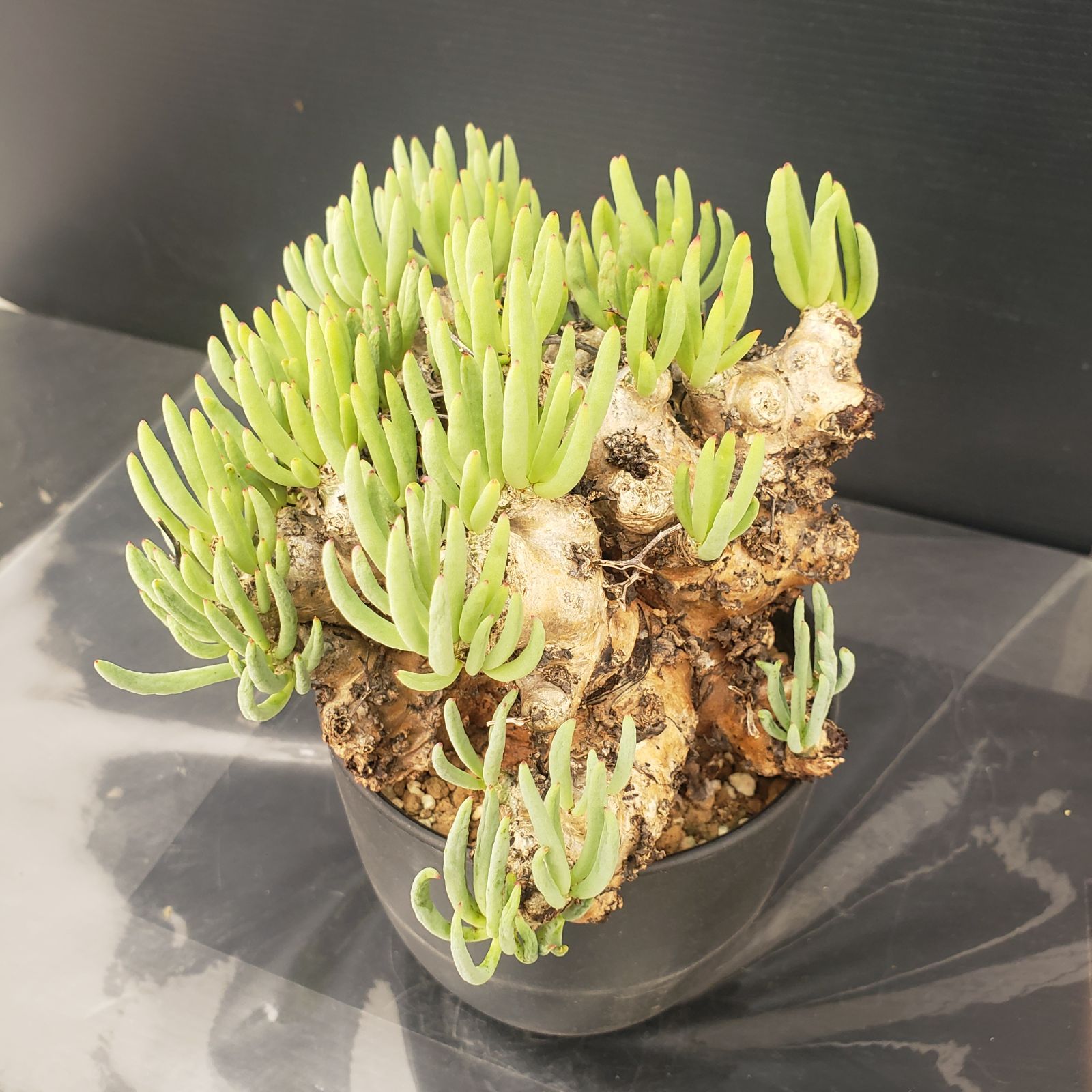 実生塊根！　万物想　チレコドン　多肉植物　塊根植物　レティキュラータス チレコドン万物想の基本情報・育て方｜多肉植物・サボテン図鑑