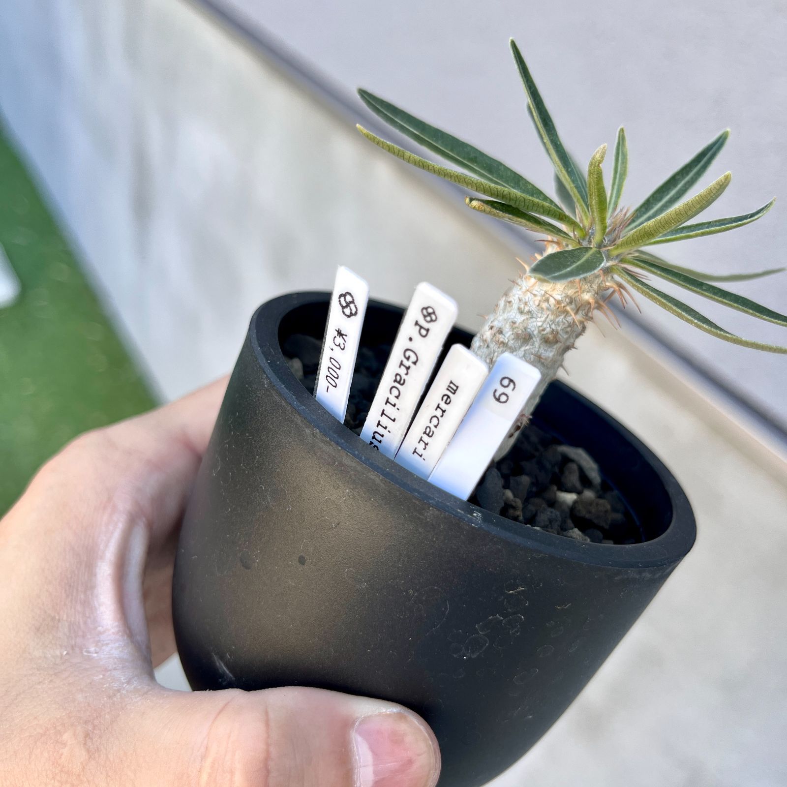 パキポディウム・グラキリス 実生株｜Pachypodium rosulatum var
