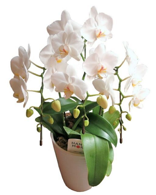 母の日 プレゼント ミニ胡蝶蘭 鉢植え ◆母の日ギフト 花鉢 かわいい胡蝶蘭 花言葉は幸福が飛んでくる♪