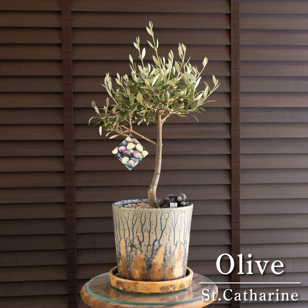 souju 創樹 オリーブ ネバディロブランコ 鉢植え 苗 美樹形 souju 創樹