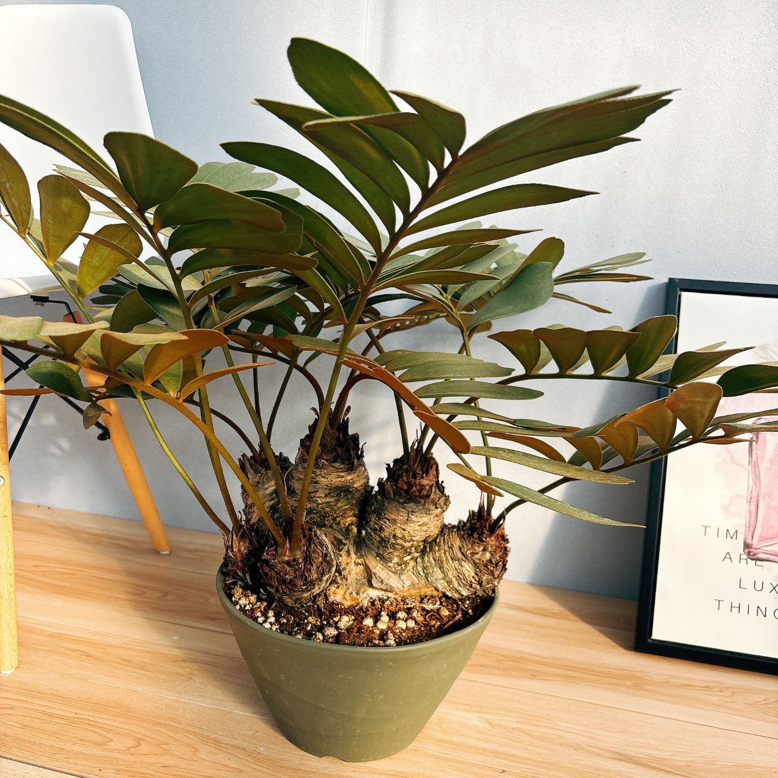 現品］N2 ザミア メキシコソテツ 観葉植物 大型 室内