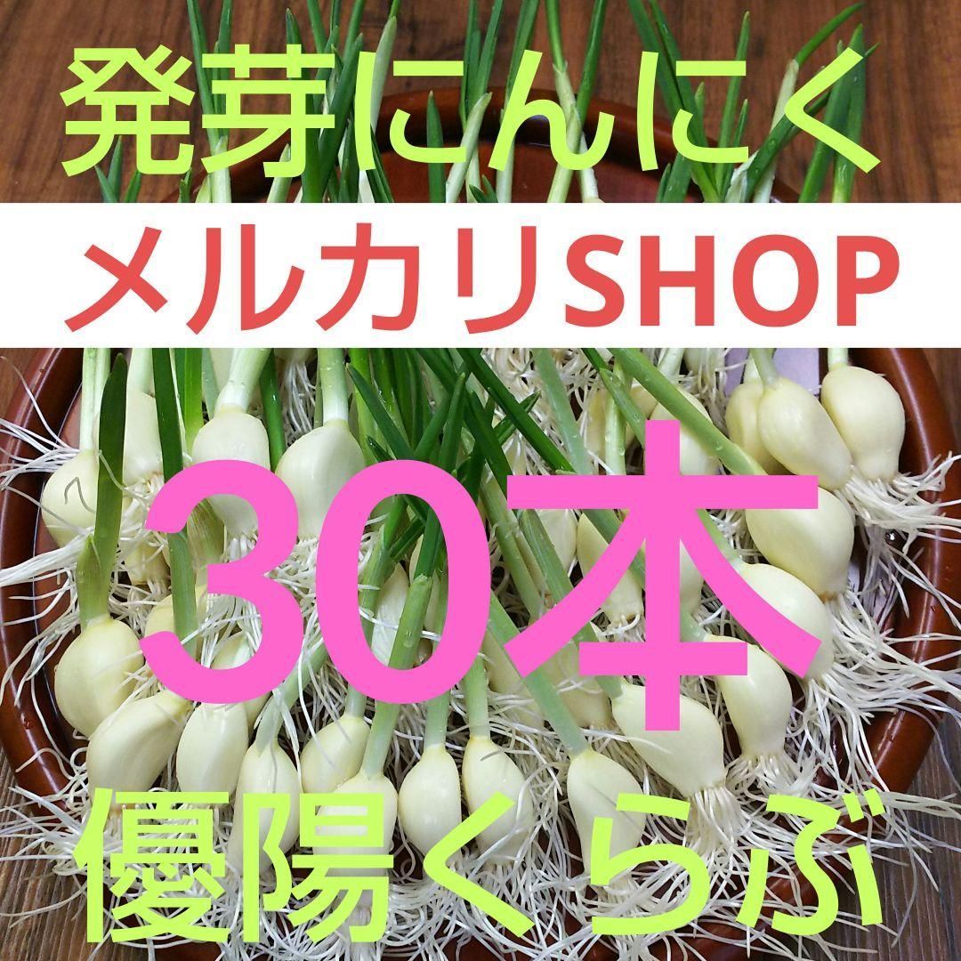 1 発芽にんにくスプラウト 訳あり ホワイト六片 30本プラス！ - 野菜