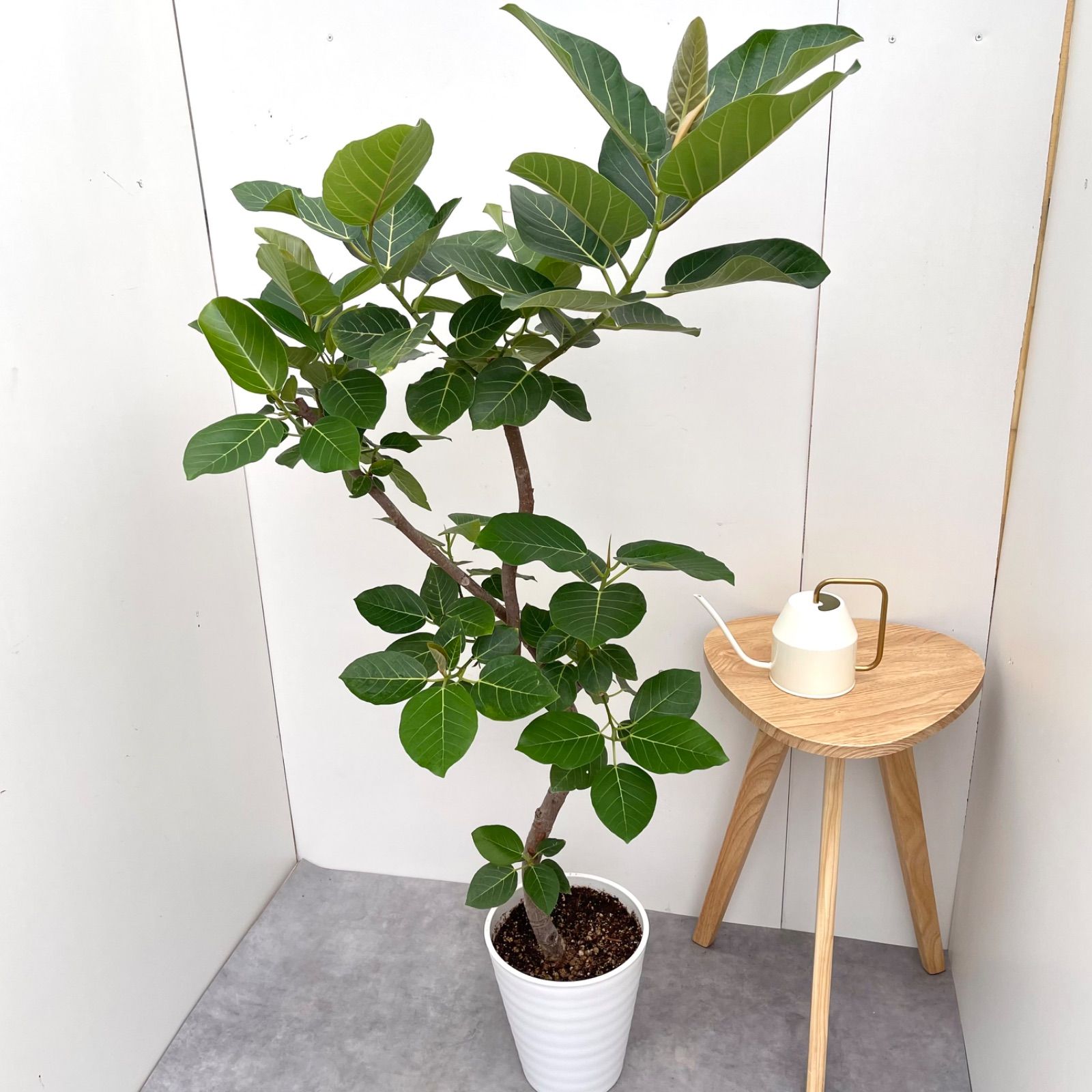 売約済※フィカス グランディス 割引 7【現品】観葉植物 室内 大型 売約