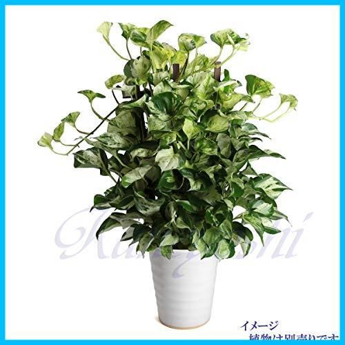 植木鉢 三河焼