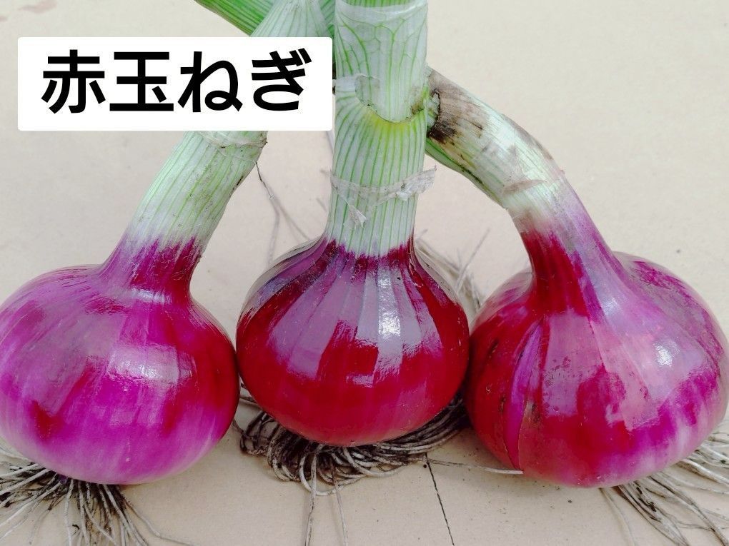 玉ねぎ苗⭕️浜笑４００本⭕️OK４００本⭕️赤玉２００本⭕️ 玉ねぎ苗 400本 令和7年 予約販売 2025 発送期間③10月中旬