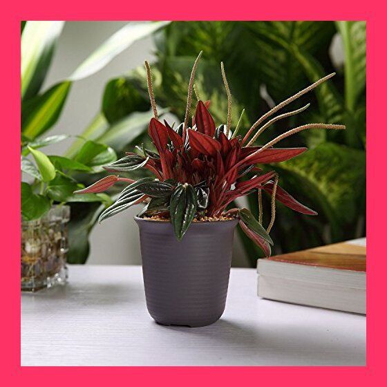 スタッフおすすめ！】T4U 6.5CM ミ二植木鉢 プラスチック多肉植物鉢 