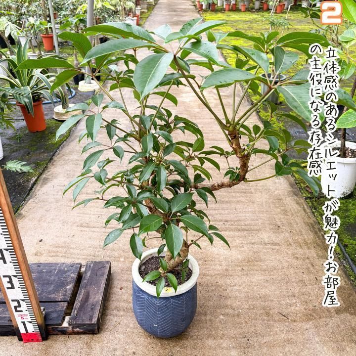 枝ぶりの美しさが際立つ、曲がり仕立てのツピダンサス.1.太幹曲がり仕立て