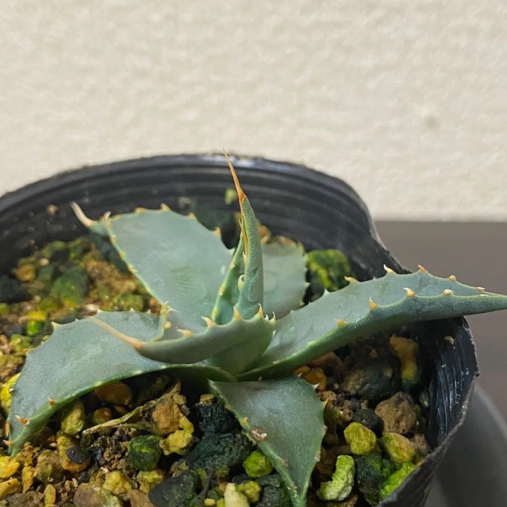現品】アガベ ユタエンシス エボリスピナ ベガス 実生苗 抜き苗